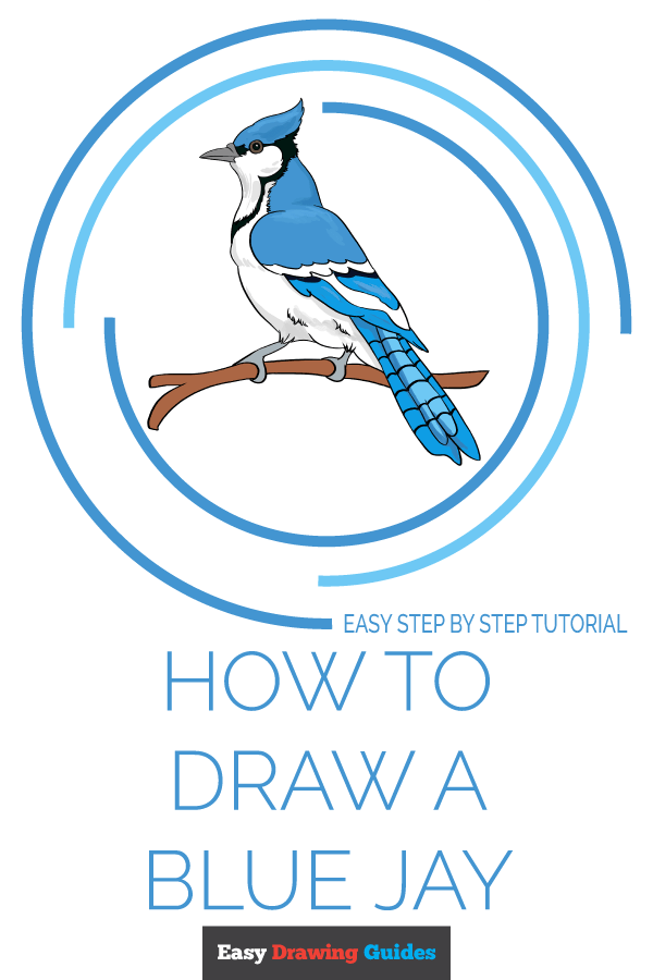 How to Draw a Blue Jay Really Easy Drawing Tutorial