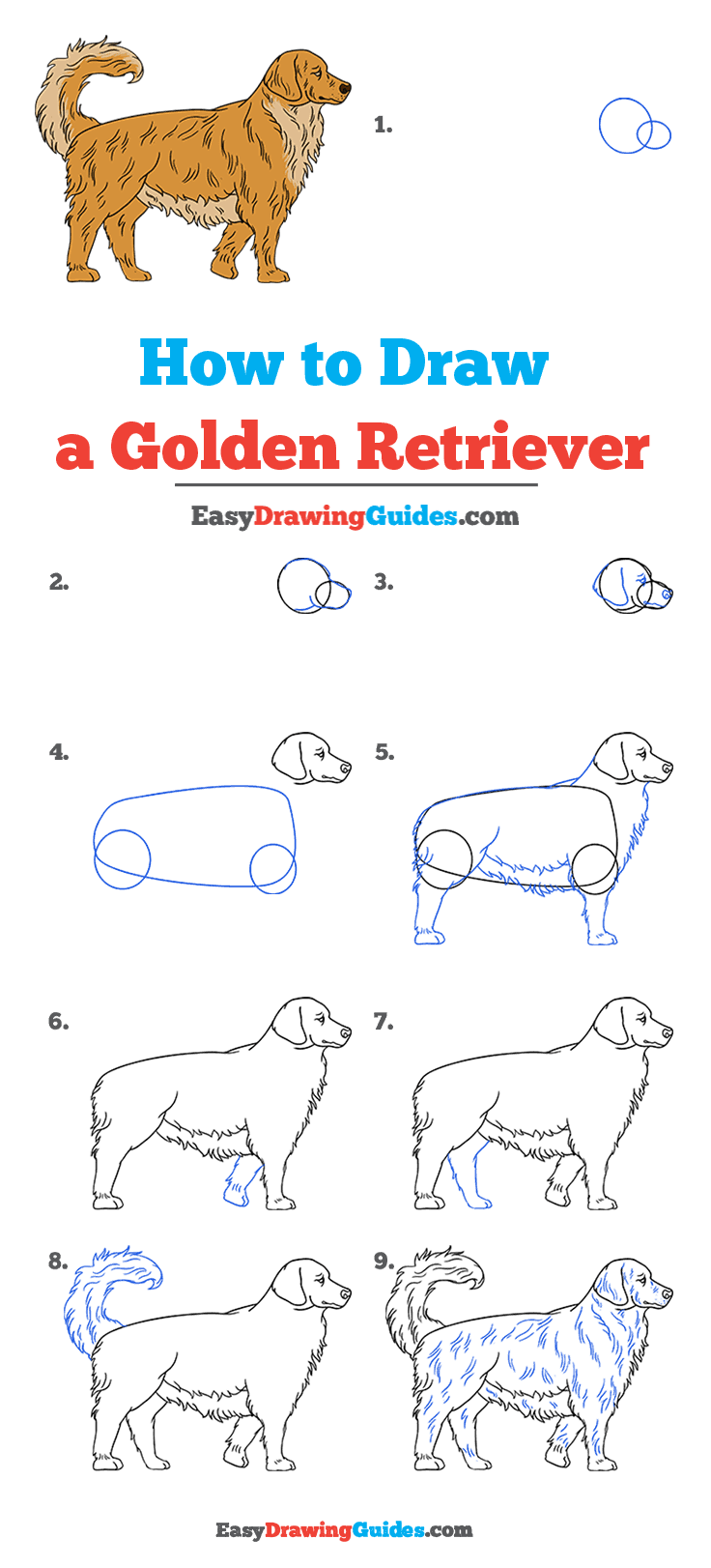 How to Draw a Golden Retriever Really Easy Drawing Tutorial