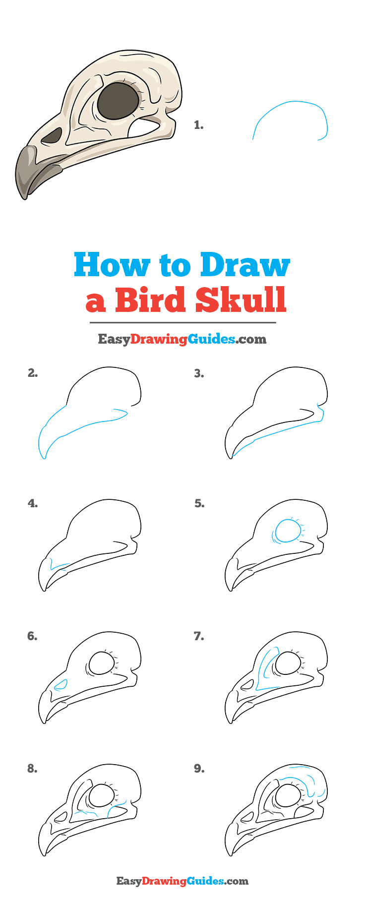 How to Draw a Bird Skull Really Easy Drawing Tutorial