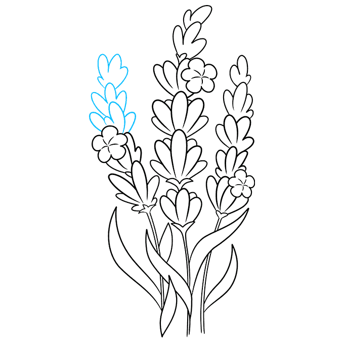 How to Draw Lavender Really Easy Drawing Tutorial