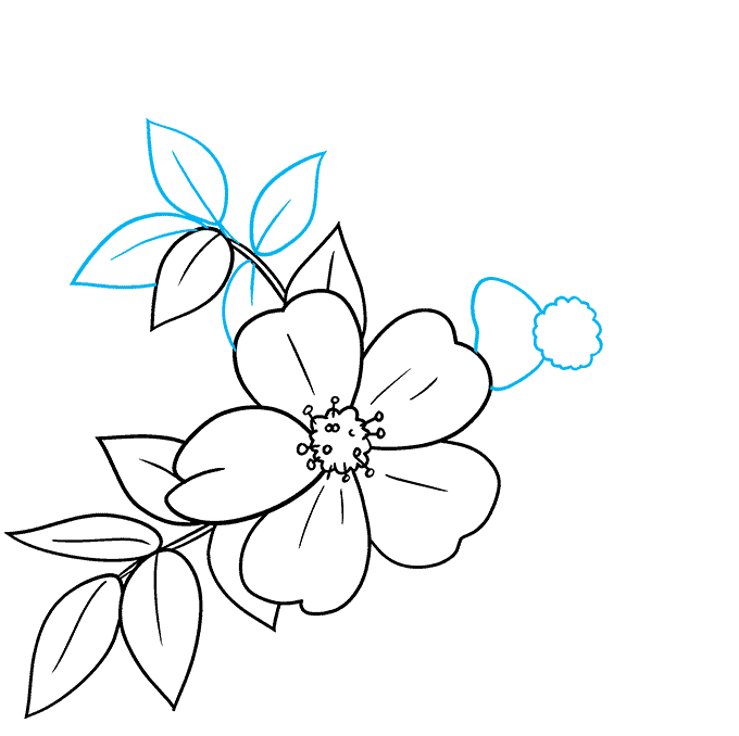 How to Draw a Wild Rose Really Easy Drawing Tutorial