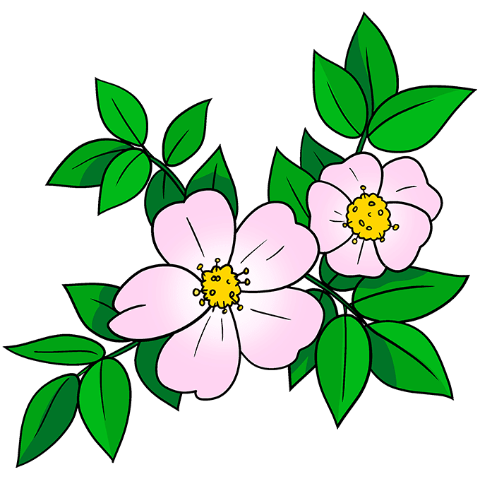 How to Draw a Wild Rose Really Easy Drawing Tutorial