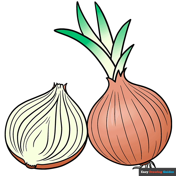How to Draw an Onion Really Easy Drawing Tutorial