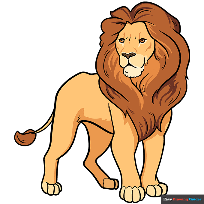 Lions Drawings