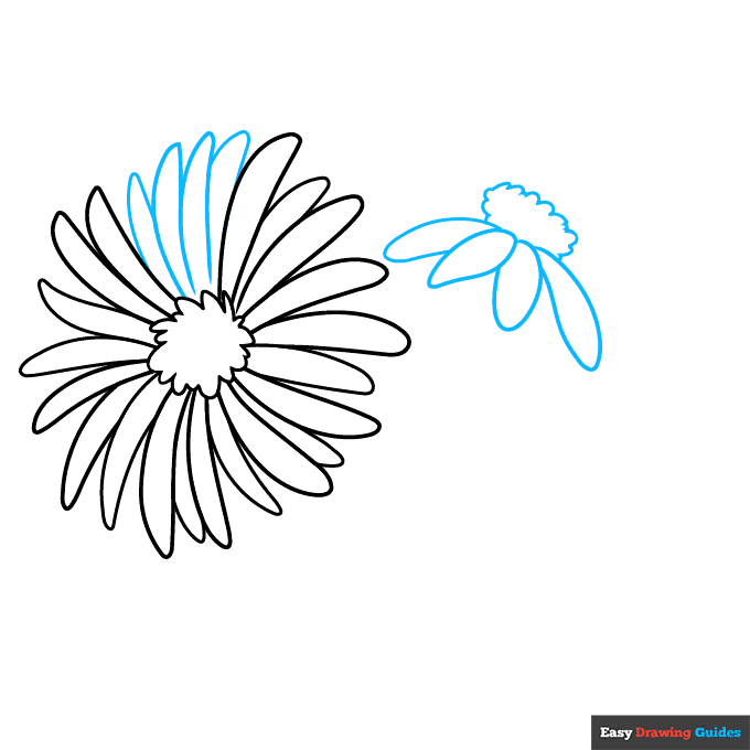how to draw a aster flower