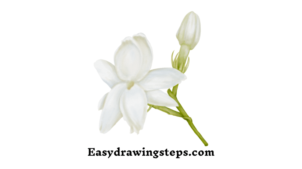 10 easy steps to draw Mogra Drawing Easy Drawing