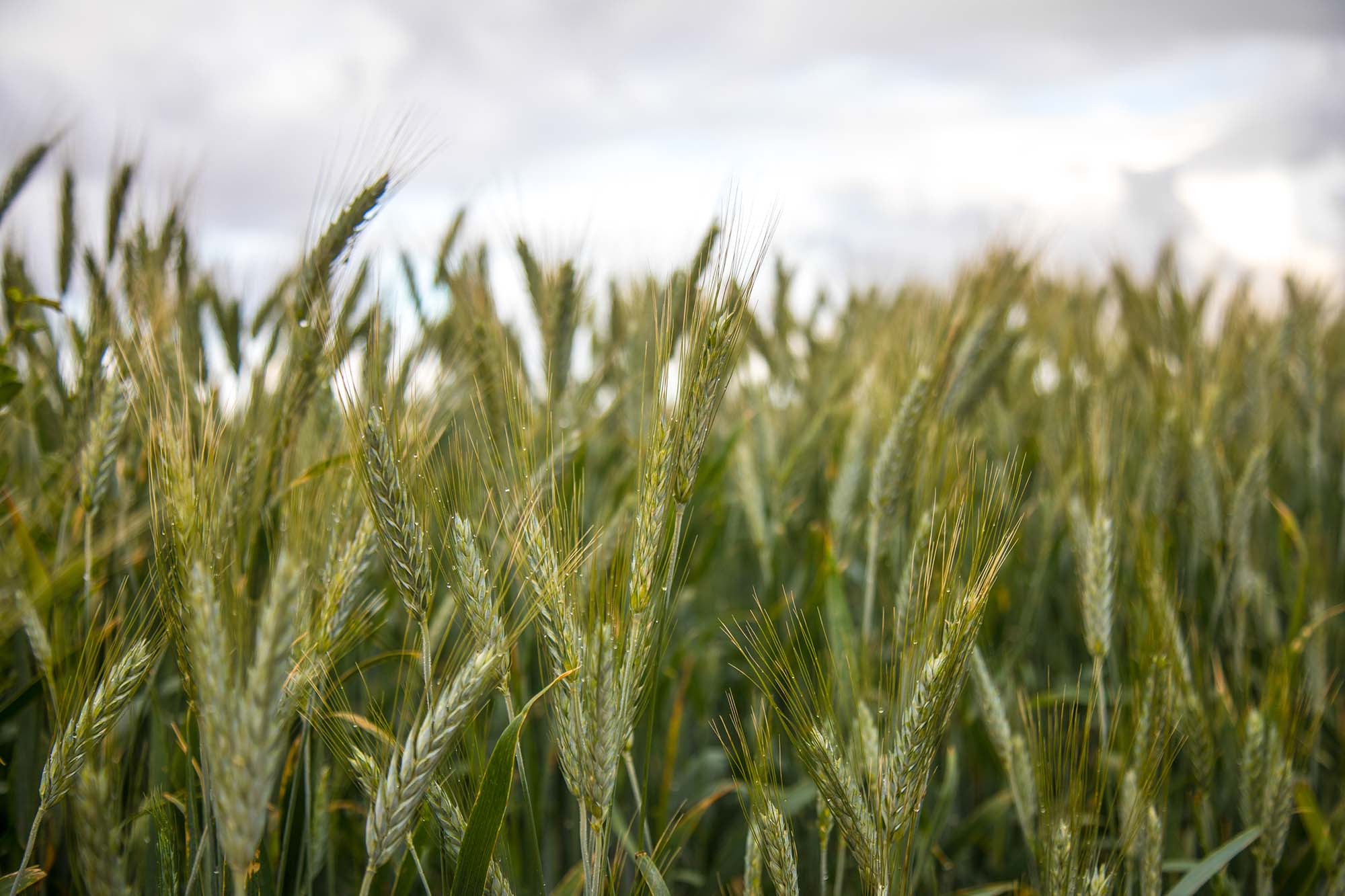 » THE COST OF CONFLICT GLOBAL ECONOMIC FORECAST FOR WHEAT AND FERTILIZERS