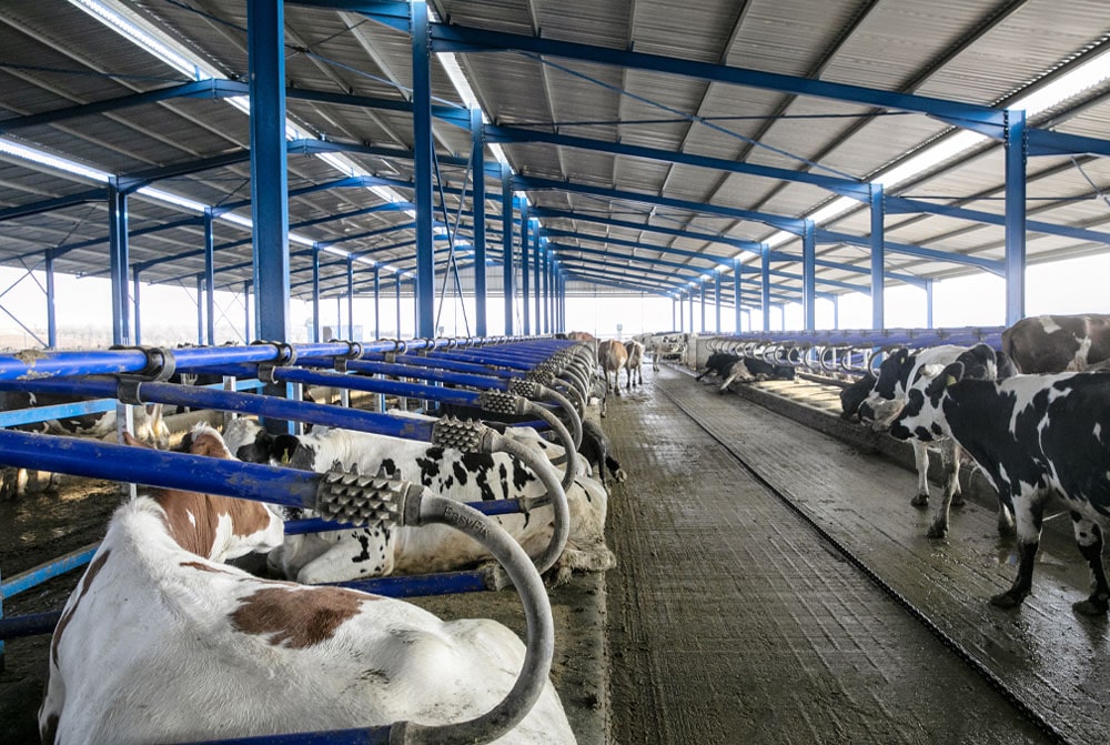 Cow Cubicles Enhancing EASYFIX