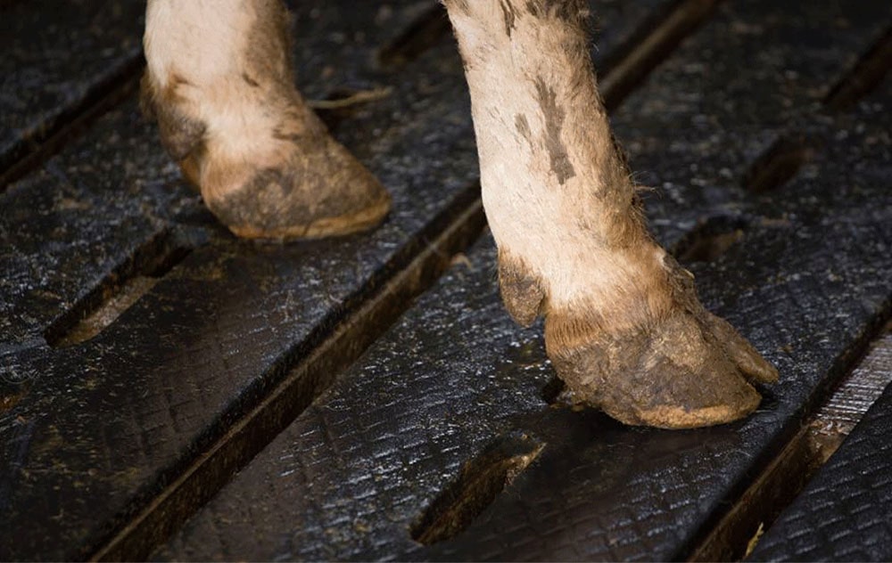 Slat Mats Livestock Comfort EASYFIX