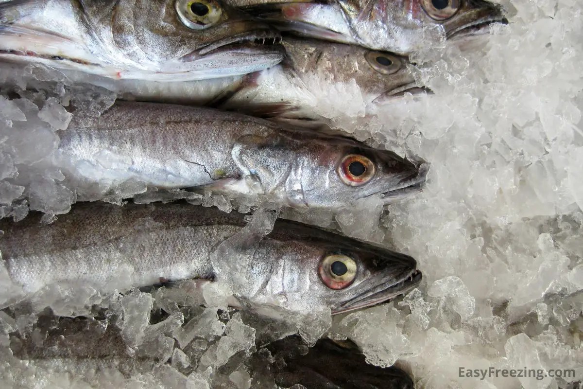 Freezing Fish The Right Way (Find Out Here) Easy Freezing