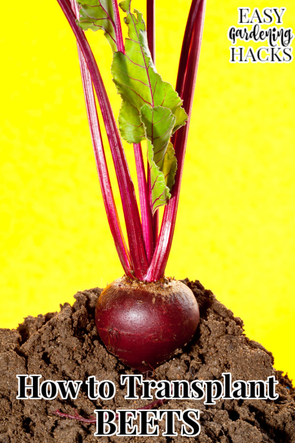 How to Transplant Beet Seedlings Easy Gardening Hacks™