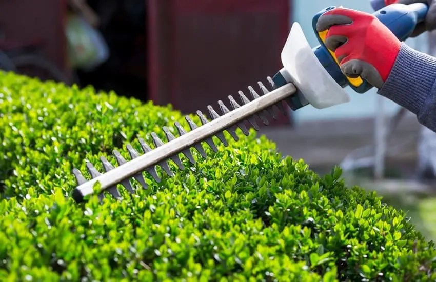 How To Trim Bushes With An Electric Trimmer Easygearlife