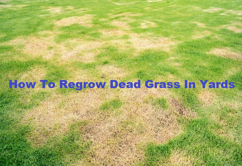 How To Regrow Dead Grass In Yards & Fix Dead Grasses