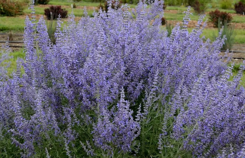 7 Plants That Look Like Lavender But Aren't (With Pictures)