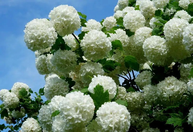 7 Plants That Look Like Hydrangeas Discover The Truth
