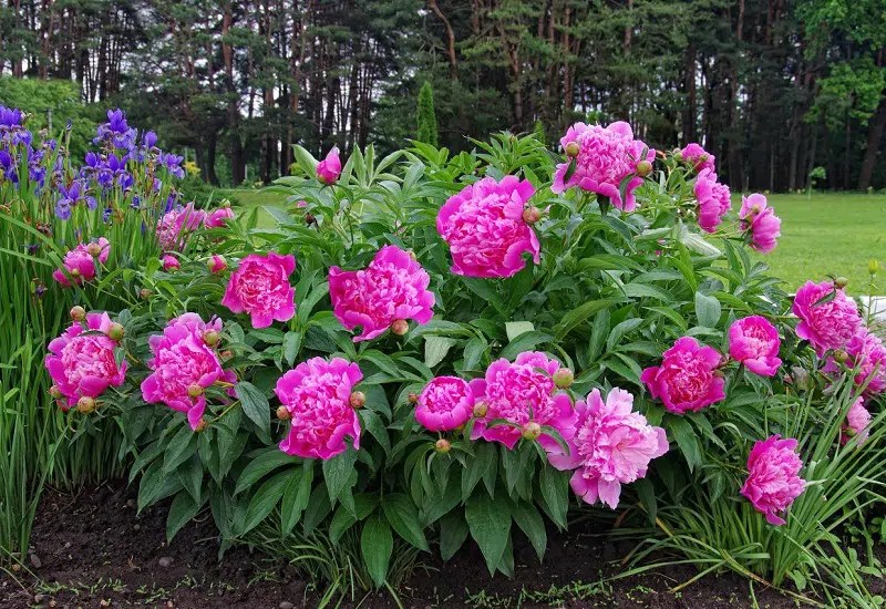 5 Plants That Like Morning Sun And Afternoon Shade