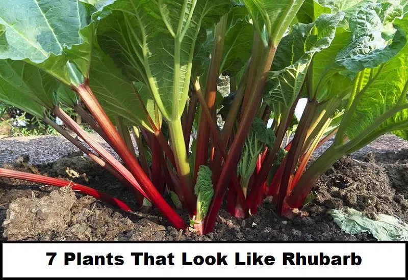 7 Plants That Look Like Rhubarb But Aren't Easy Gear Life