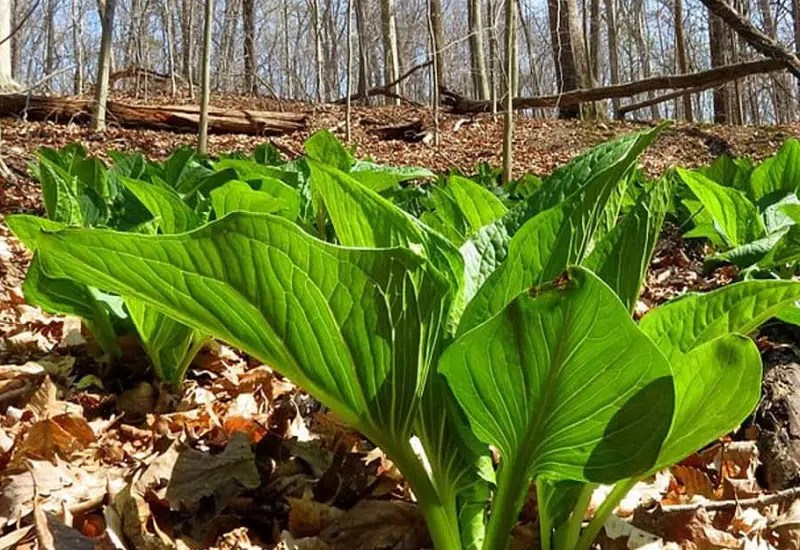 7 Plants That Look Like Rhubarb But Aren't Easy Gear Life