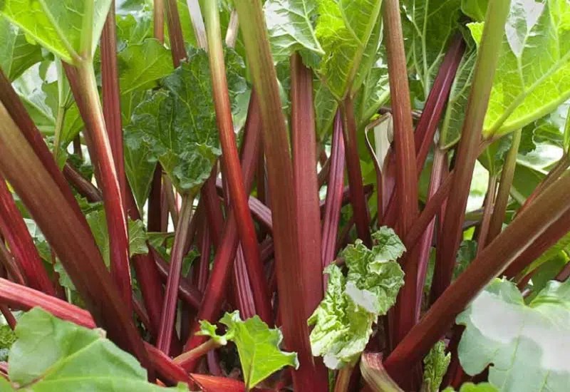 7 Plants That Look Like Rhubarb But Aren't Easy Gear Life