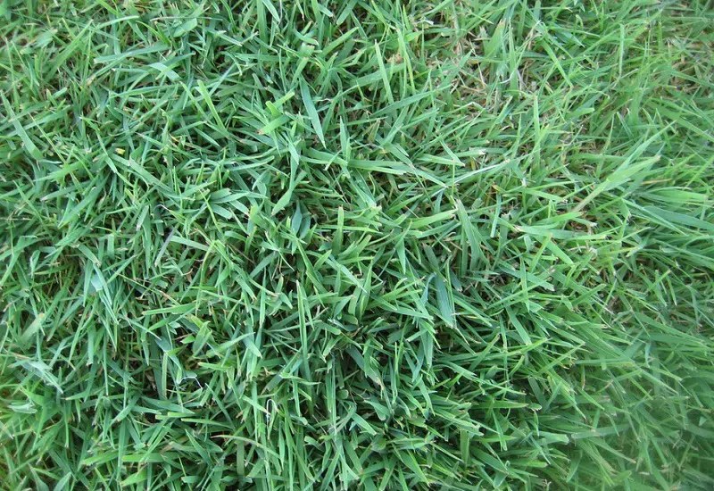 8 Best Drought Tolerant Grass For Southern California