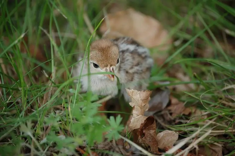 How Long Does Grass Seed Take to Grow?