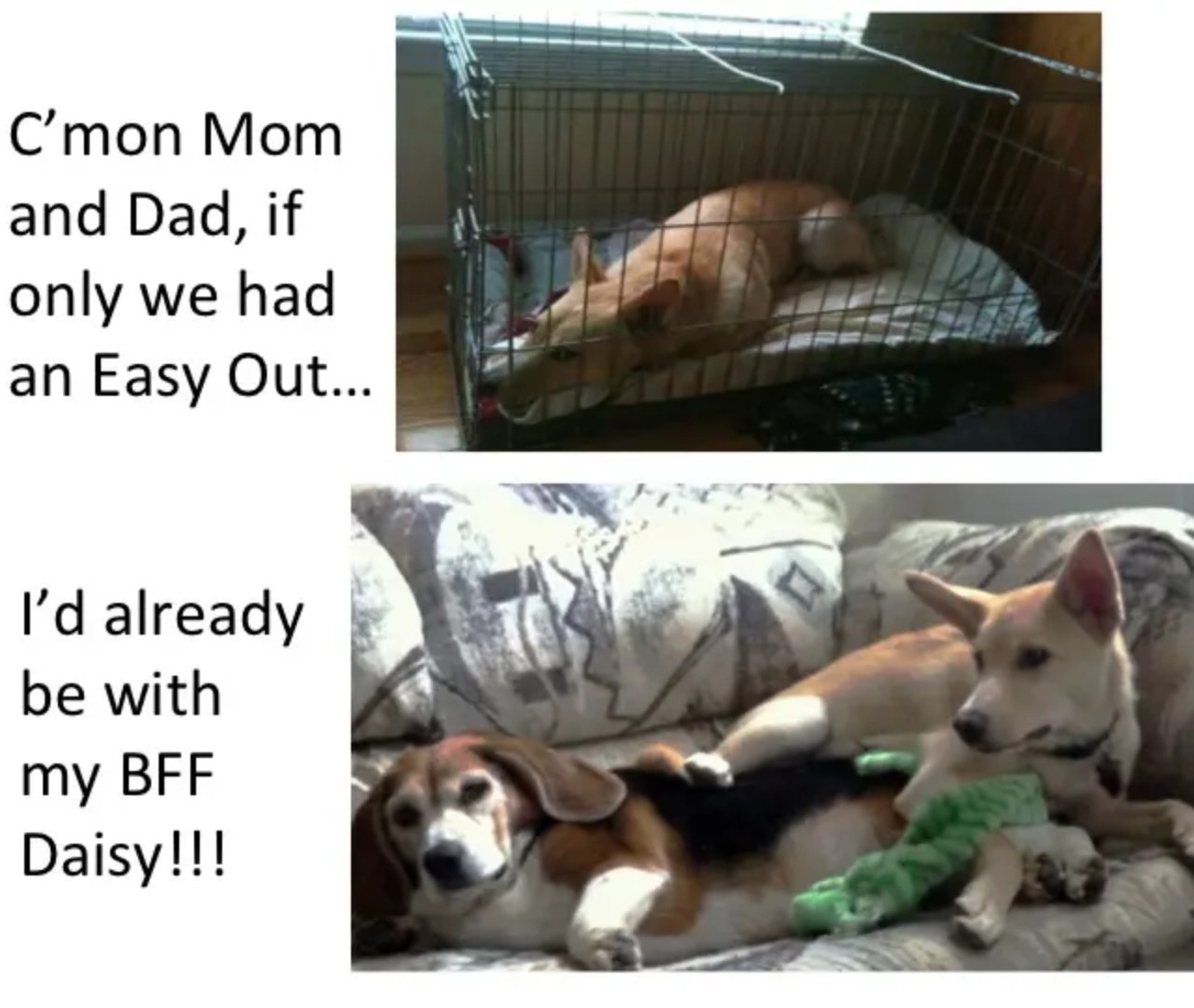 RemoteControlled Dog Door Opener Easy Out