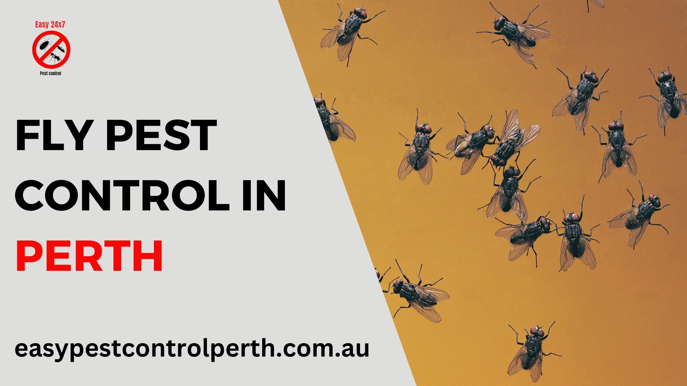 Fly Control in Perth Easy Pest Control