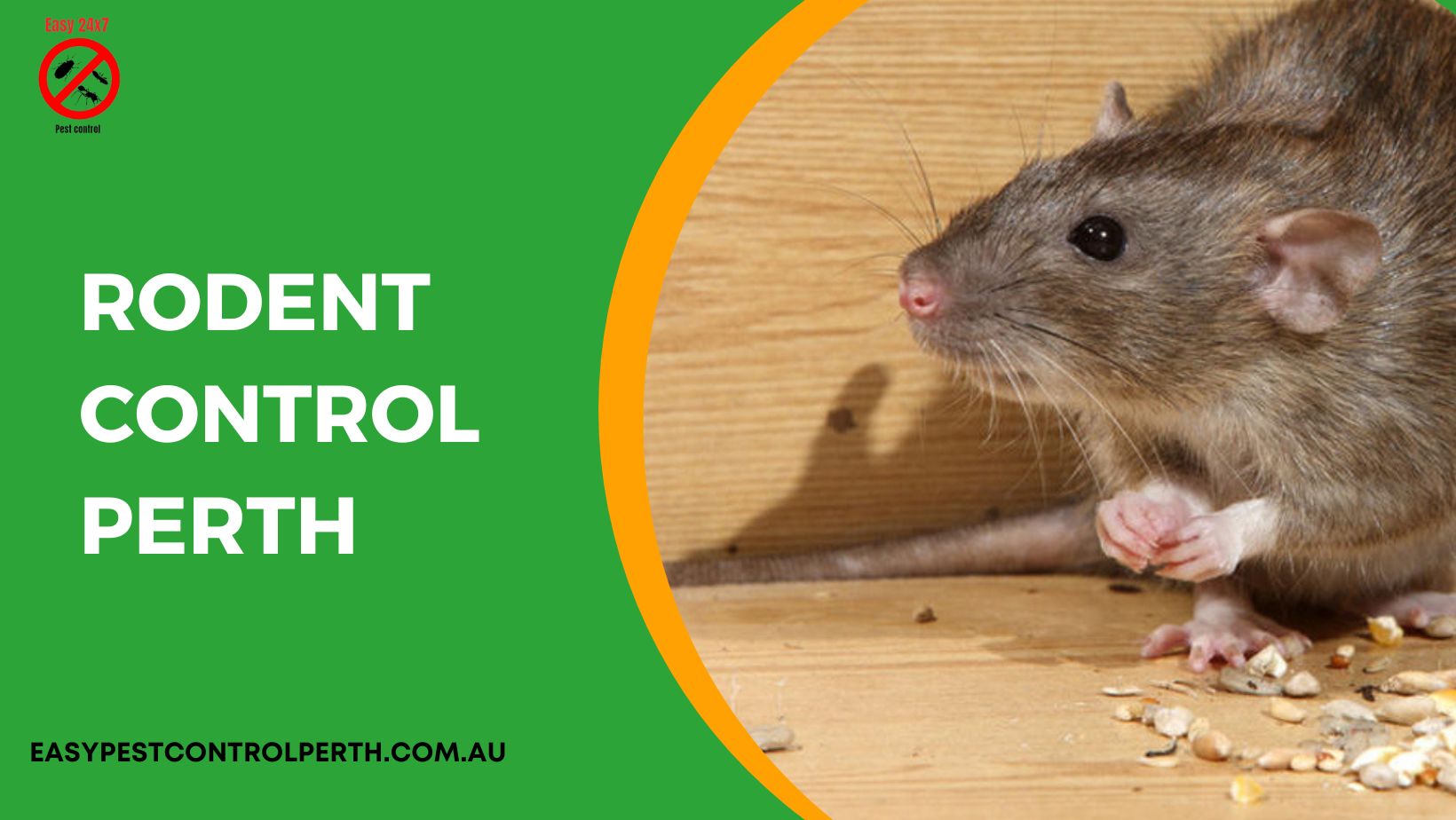 Rodent Control Perth Easy Pest Control