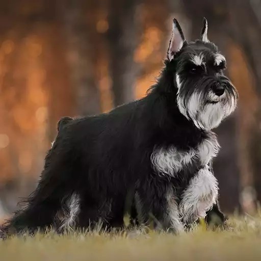 Are Miniature Schnauzers Considered Agressive Dogs