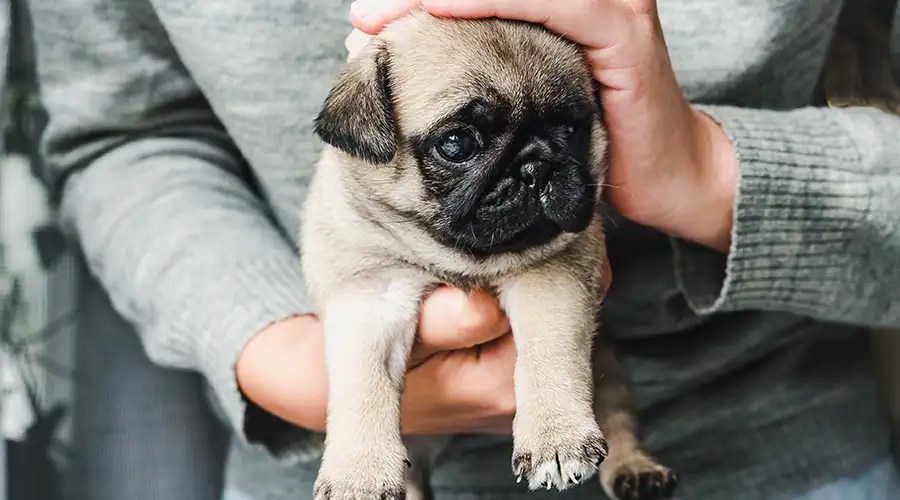 How Often Should Pugs Be Bathed