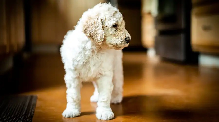 What Do You Feed A Labradoodle Puppy