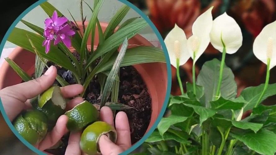 LEMON PEELS ON PLANTS, WHAT HAPPENS IS IMPRESSIVE YOU WILL NEVER THROW