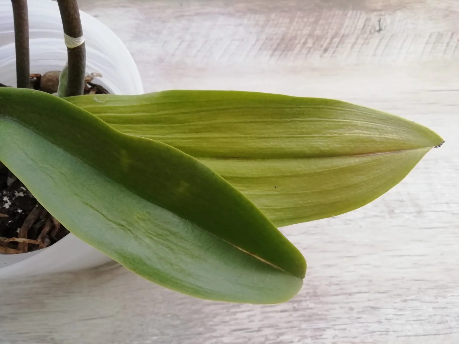 If your orchid has not bloomed for a long time, feed it with garlic