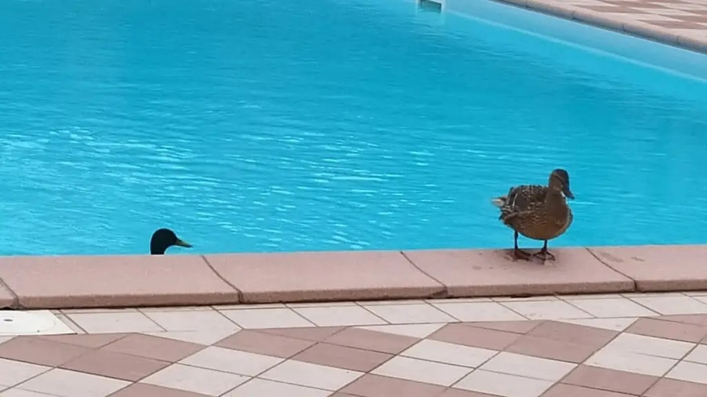 How To Keep Ducks Out Of Your Pool 11 Useful Tips