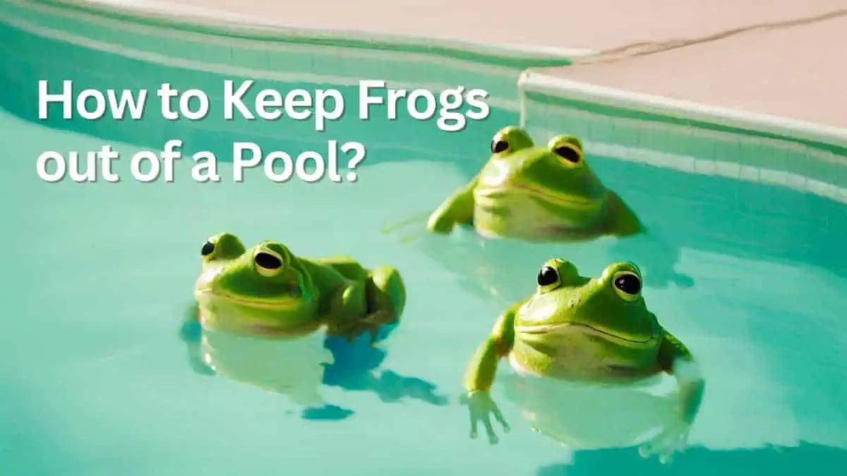 Pests EasyPoolCleaning