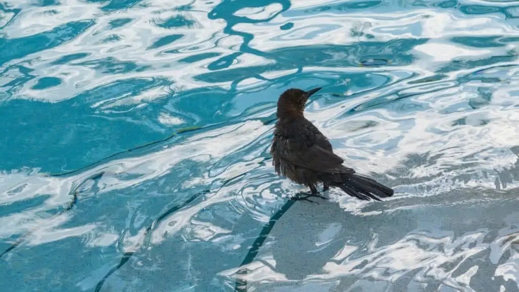 Easy Tips On How To Keep Birds Away From Pool Area