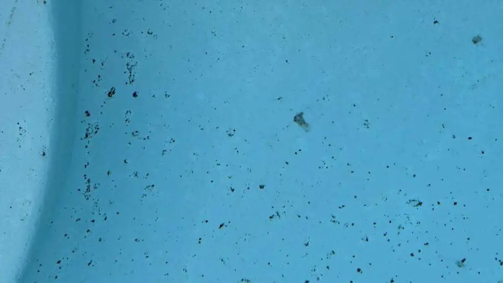 Algae 101 Get Rid Of Green, Mustard And Black Algae In Pool