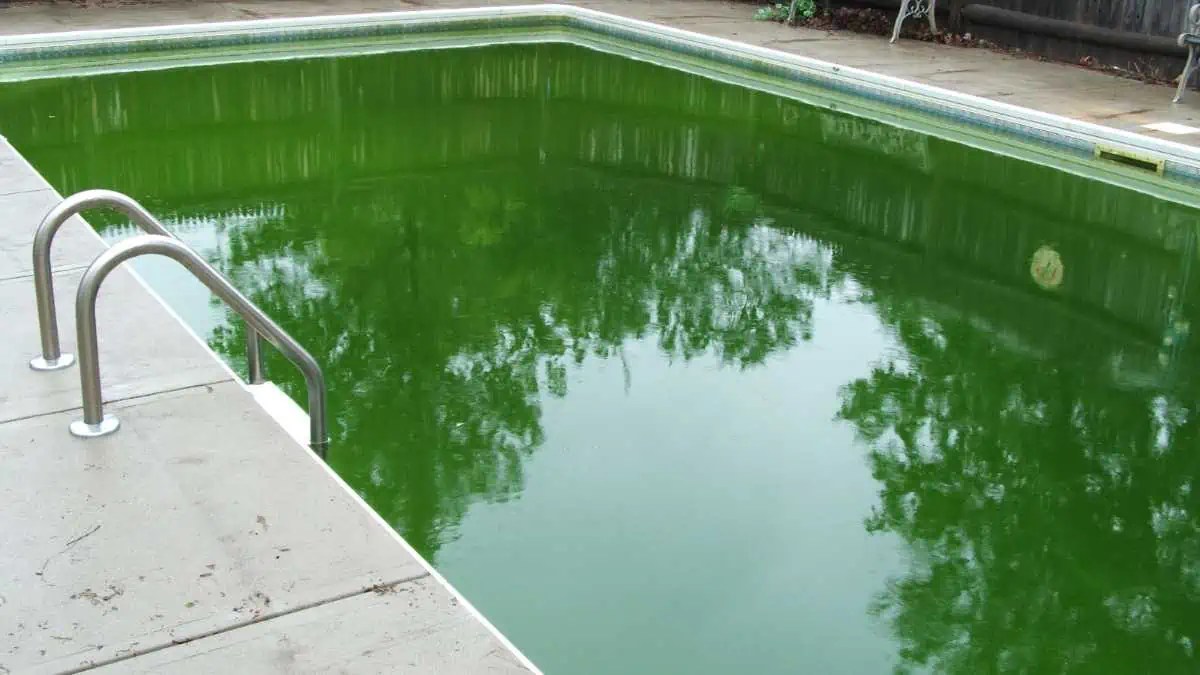 Algae EasyPoolCleaning