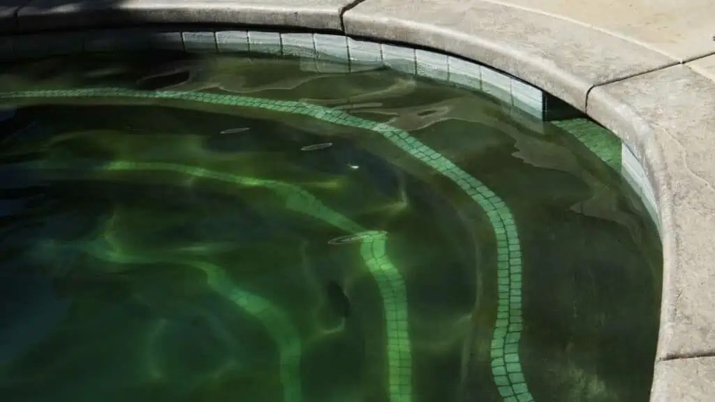 Algae 101 Get Rid Of Green, Mustard And Black Algae In Pool