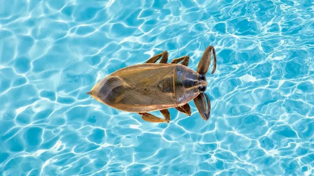 Getting Rid Of Water Bugs In Your Pool EasyPoolCleaning