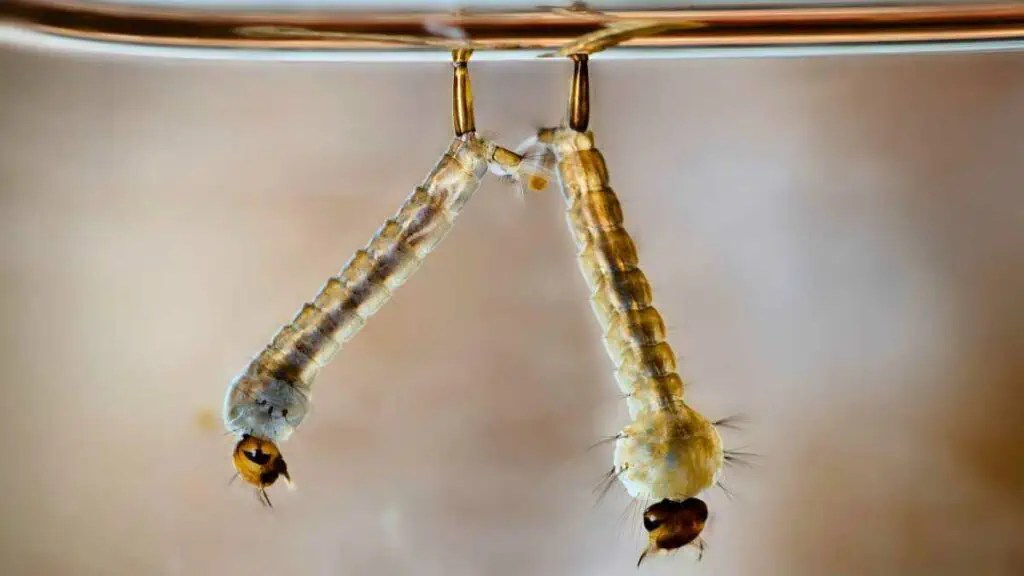 How To Kill Mosquito Larvae In Pool Water EasyPoolCleaning