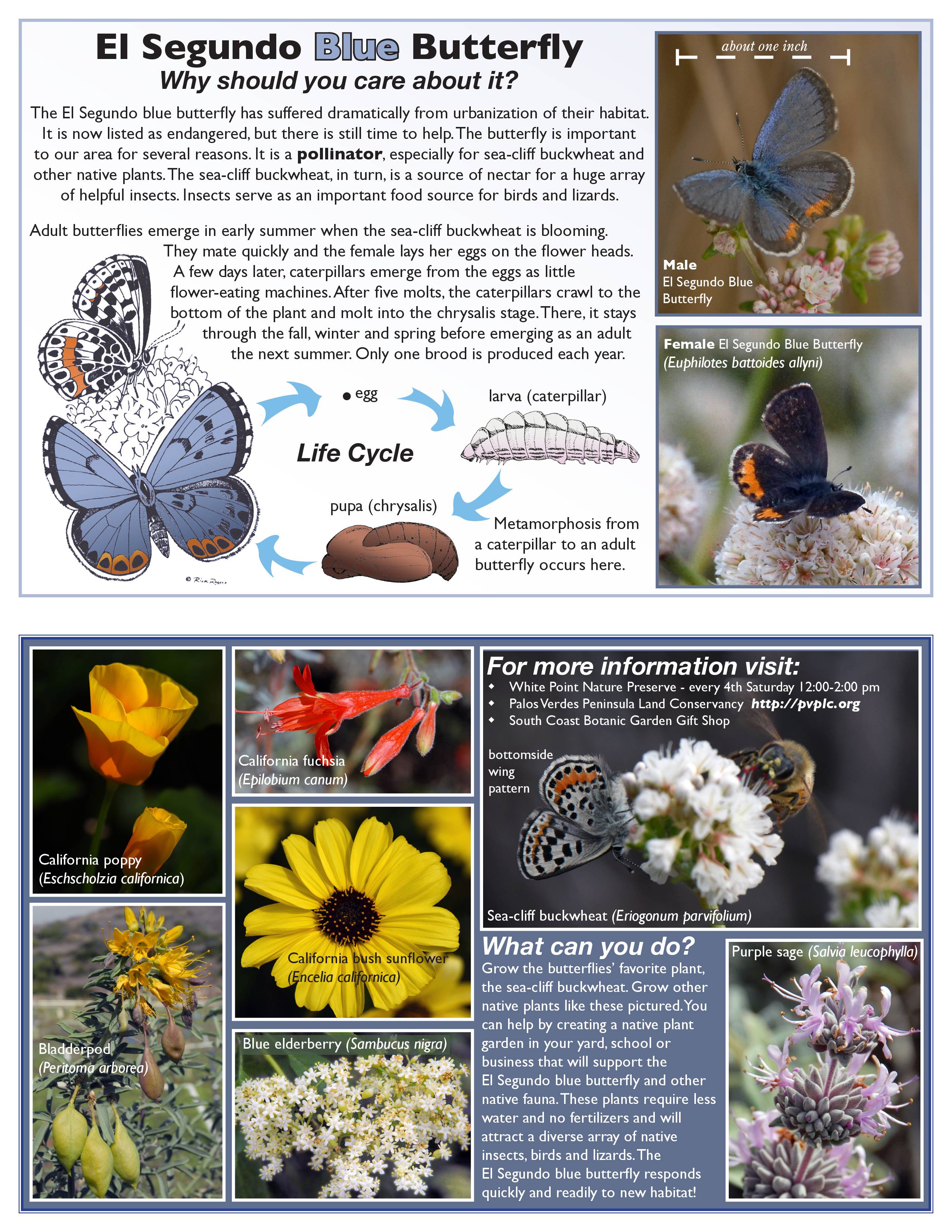 4th Annual El Segundo Blue Butterfly Educational Tour Easy Reader News