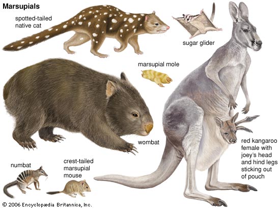Marsupials Worksheet Download Free Printable Science Worksheets for Second Grade Kids