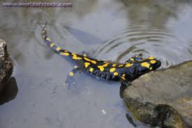 Fun Facts For Kids About Salamanders And Newts