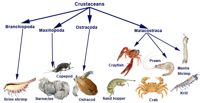 Fun Crustaceas Facts for KidsEasy Science For Kids