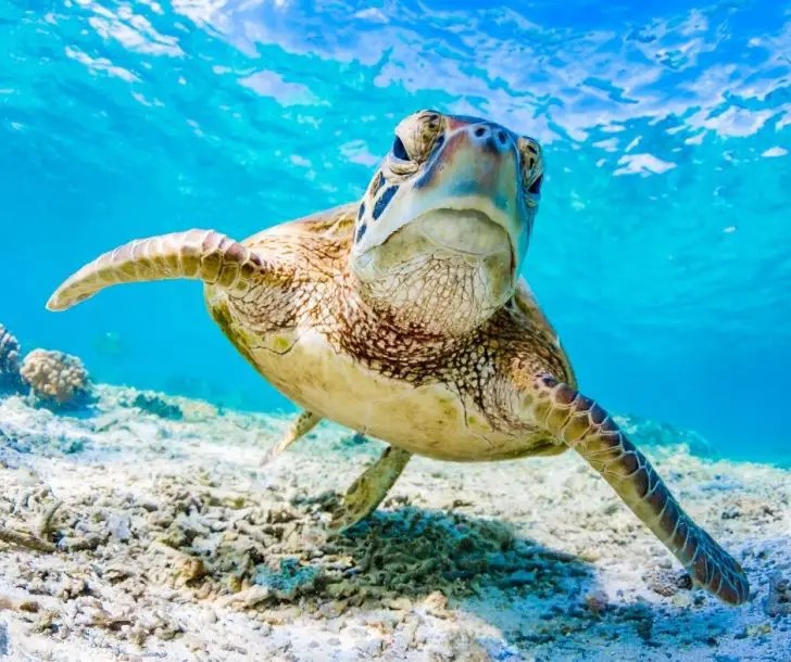 Do Turtles Hibernate?