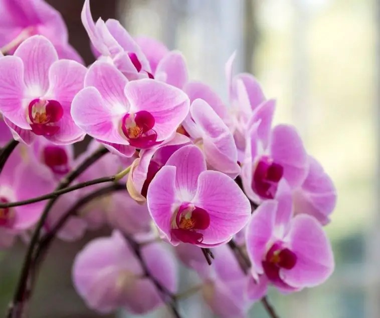 Amazing Facts for Kids about Orchids (All You Need to Know!)