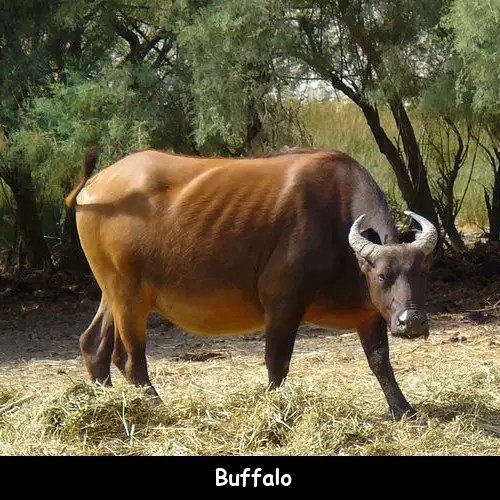 If you're a diehard carnivore, you know that eating meat makes you feel good. Buffalo Facts for Kids