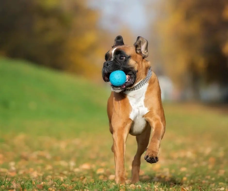 Boxer Dogs Facts for Kids