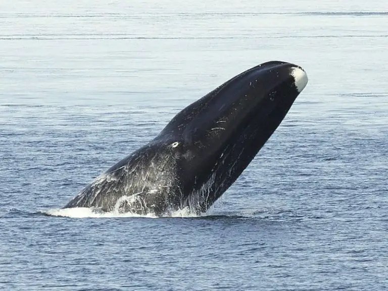 Fun Bowhead Whale Facts for Kids